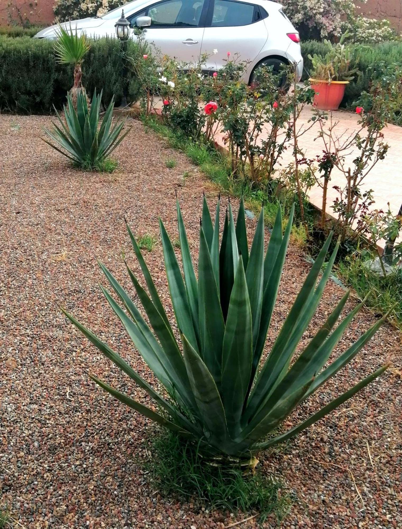 Riad Darga Rouge Ouled Bouzid 객실 사진